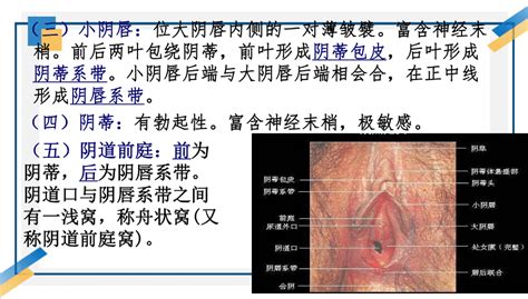 女性私处|女性外生殖器